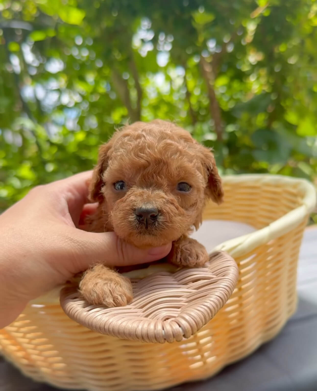  Amy female Puppy For Sale