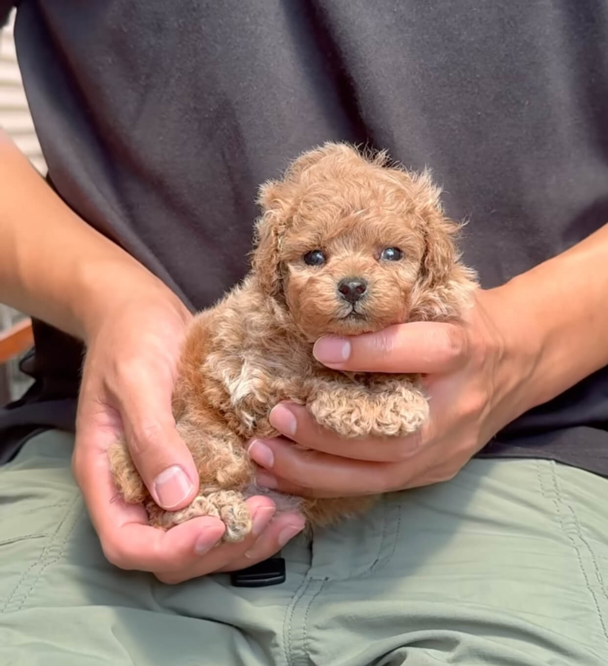  Denzel male Puppy For Sale